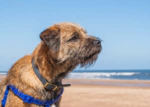 Border Terrier With Training Harness On The Beach