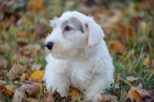 Cute sealyham terrier puppy is lying in the autumn
