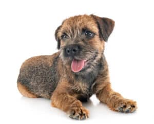 Young border terrier