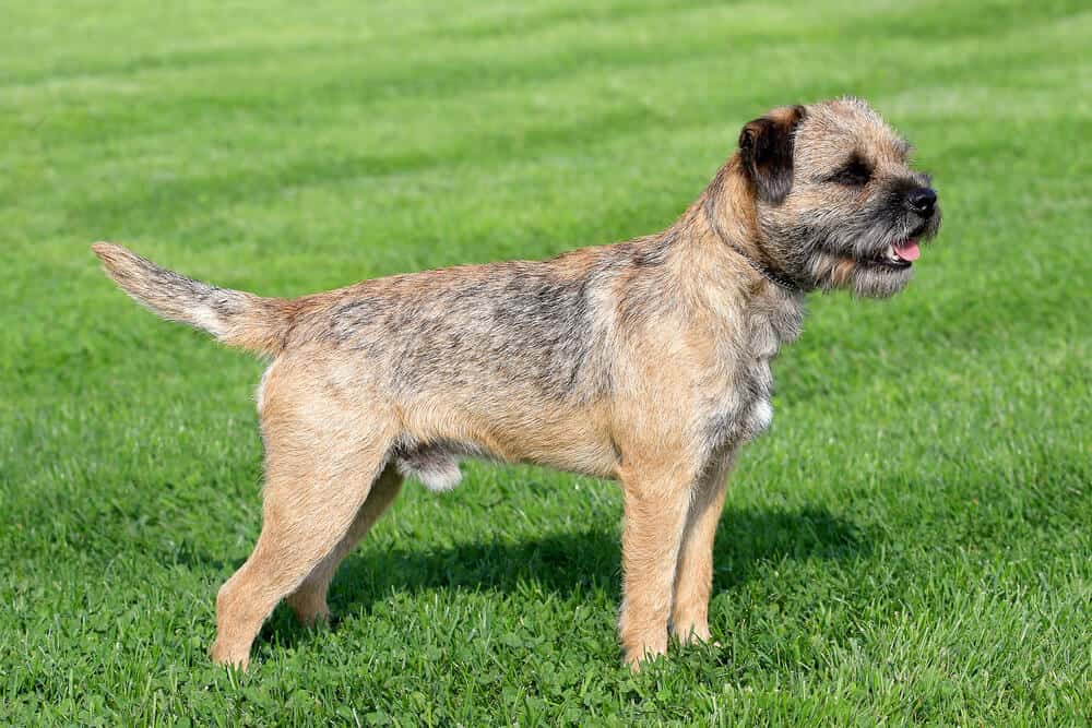 Border terrier on a green grass lawn