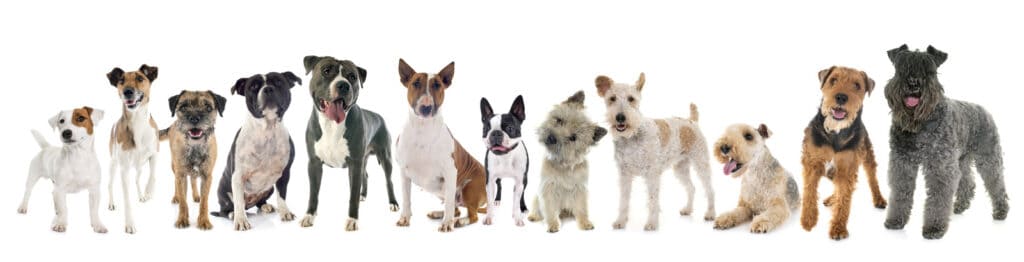 Border Terrier Vs Kerry Blue Terrier