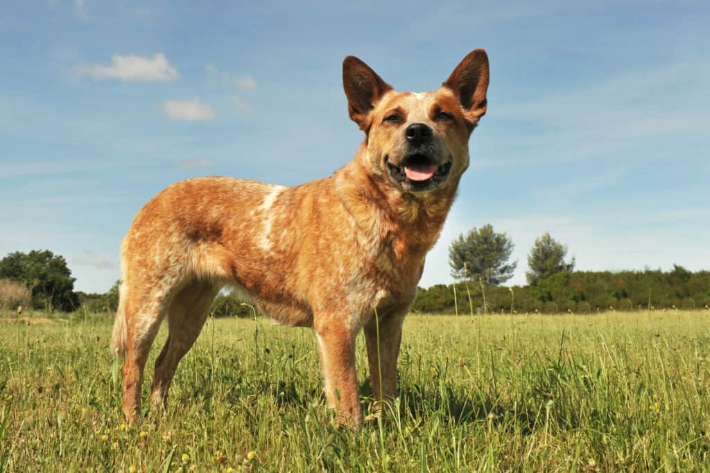 australian cattle dog border terrier mix