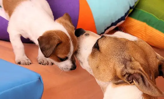 Border Terrier vs Jack Russell Terrier