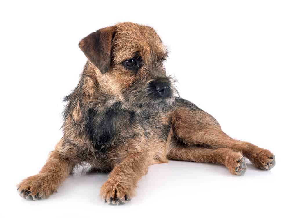 when to breed a border terrier