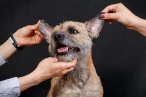 border terrier grooming