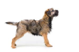 does a border terrier shed