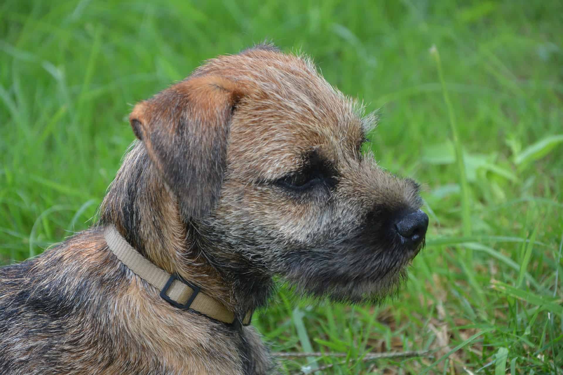 comparison of Border Terrier and  Pembroke Welsh Corgi 