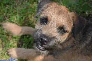 can border terriers be left alone