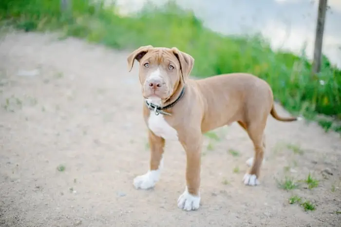 pitbull border terrier mix
