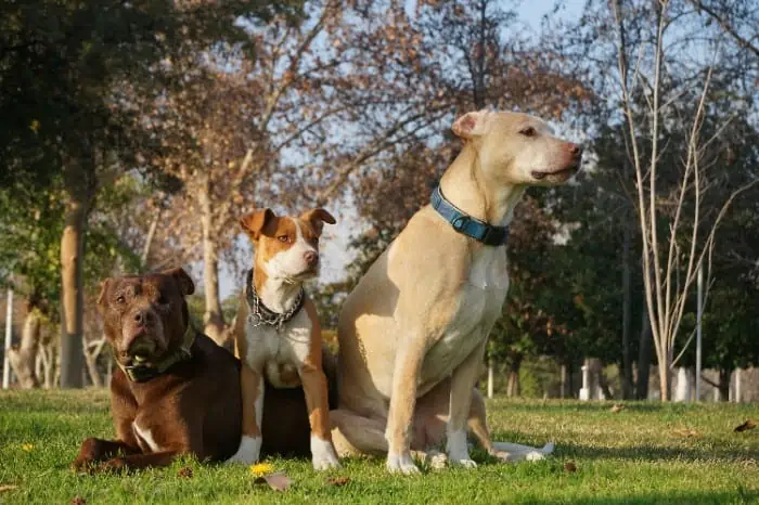 pitbull border terrier mix