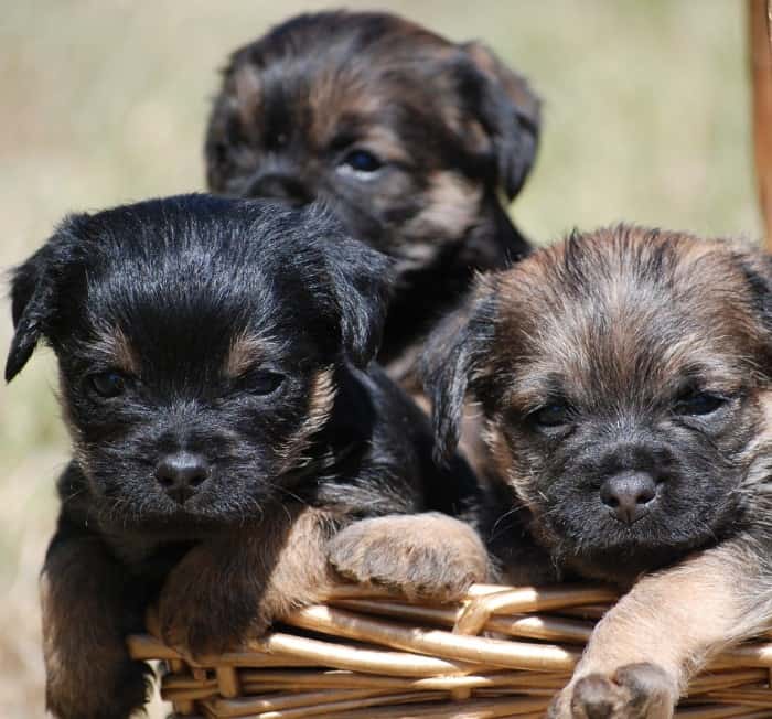 border terrier pros and cons