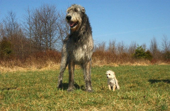 wolfhound vs border terrier