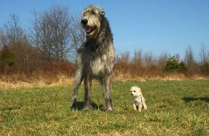 differences between wolfhound and border terrier