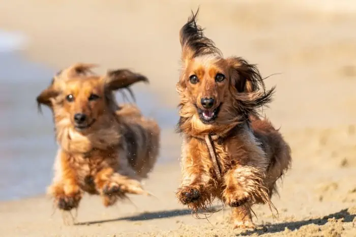 silky terrier vs border terrier