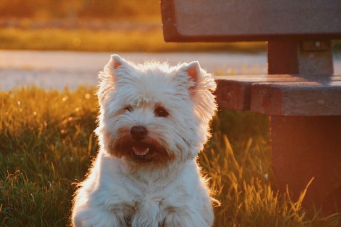 affen terrier traits and personality