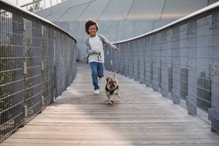 border terrier adoption