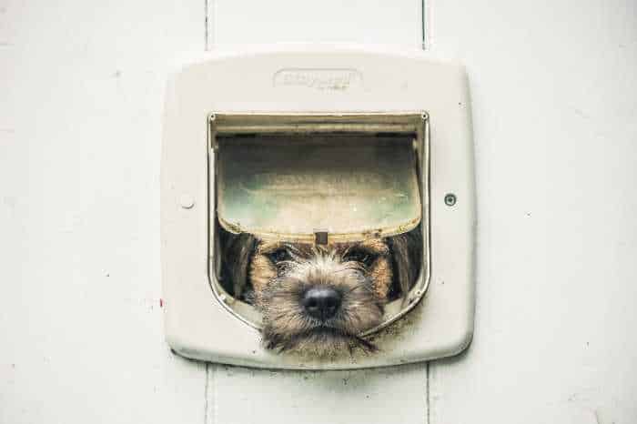 celebrities who own border terriers