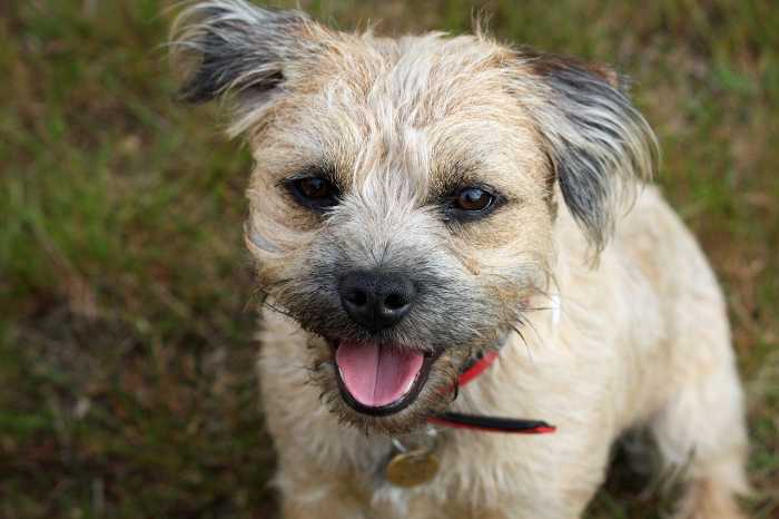 are border terriers smart