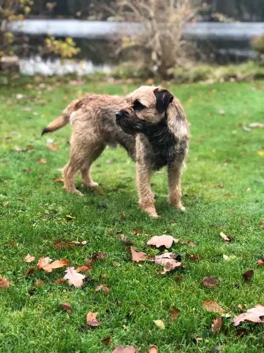 celebrities who own border terriers