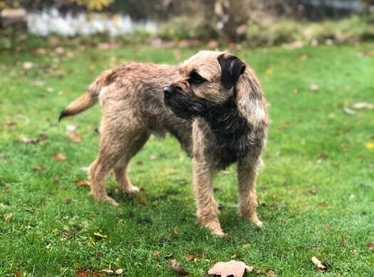 border terriers hunting ability