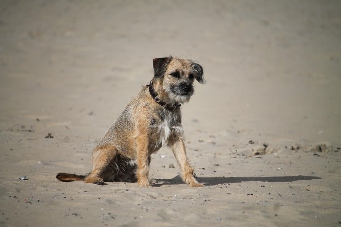 why does my border terrier smell so bad