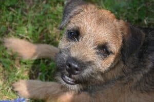 why does my border terrier smell so bad