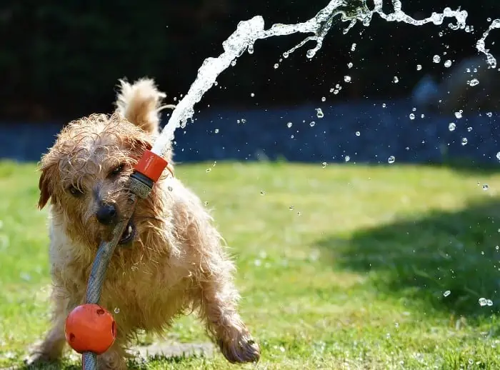 how often should you bathe a border terrier