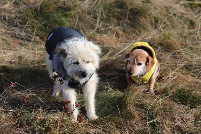 do border terriers need coats in winter