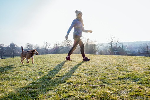 how fast can a border terrier run