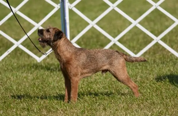 are border terriers good with kids
