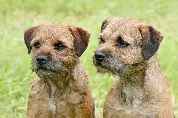 can border terriers swim