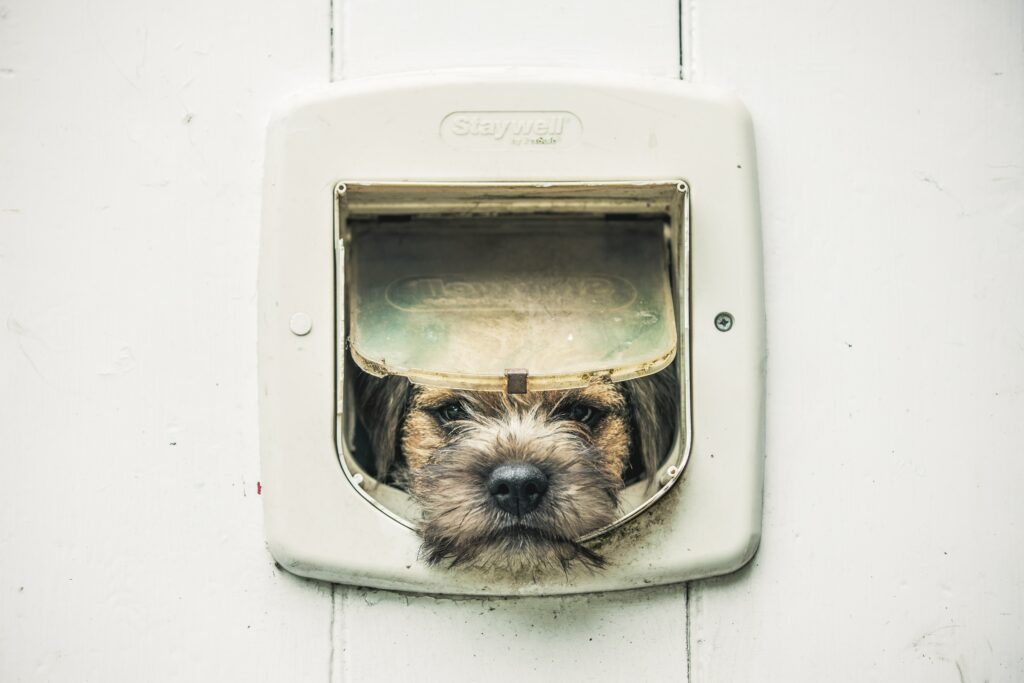 Border Terrier Vs Pembroke Welsh Corgi