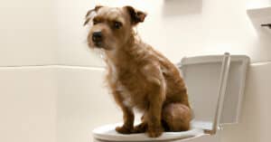 New-Border-terrier-toilet-training