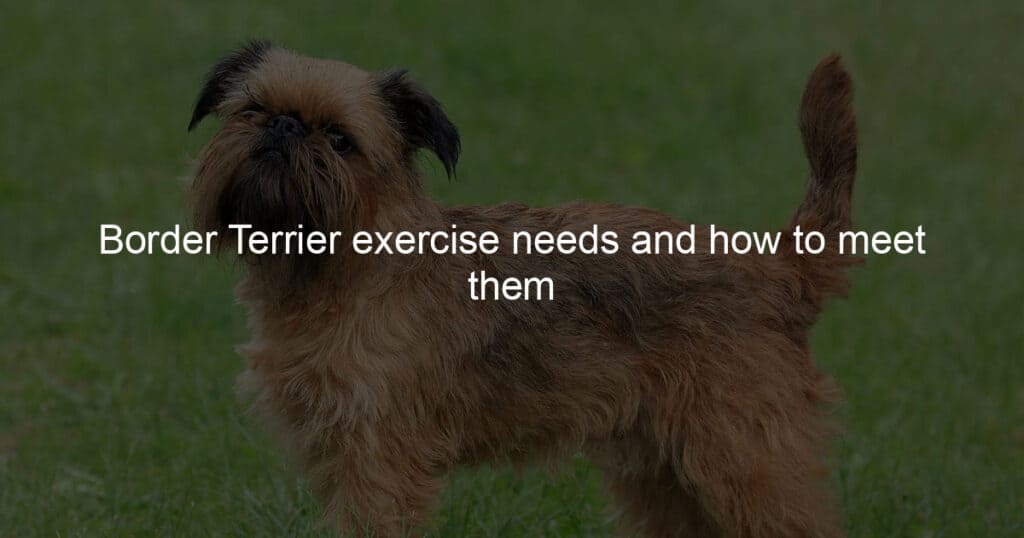 Border Terrier exercise needs and how to meet them