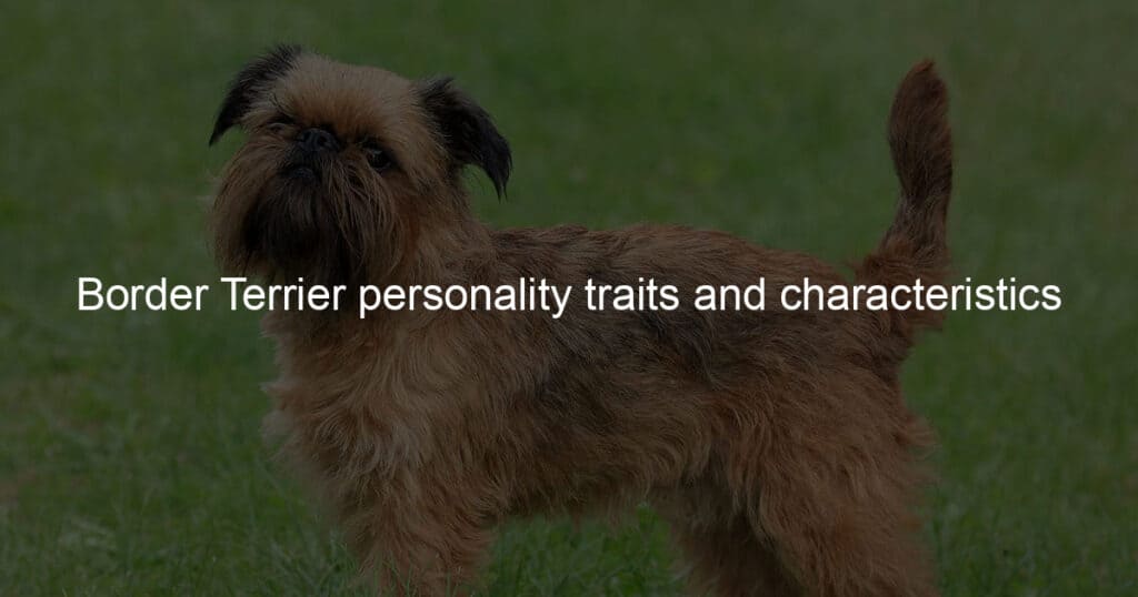 Border Terrier personality traits and characteristics