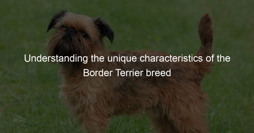 Understanding the unique characteristics of the Border Terrier breed