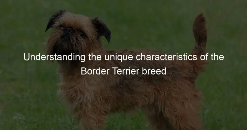 Understanding the unique characteristics of the Border Terrier breed