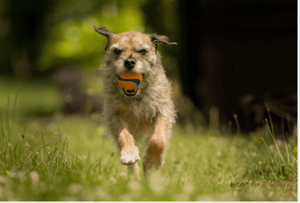Border Terrier exercise needs and how to meet them