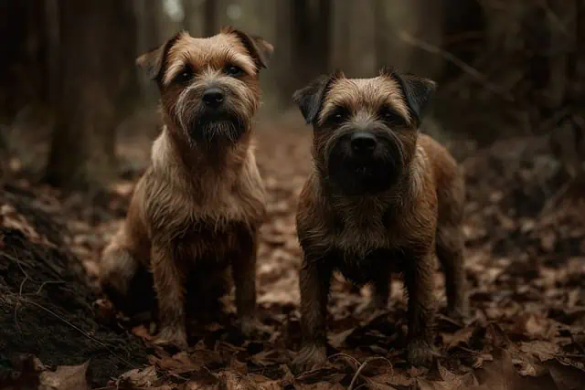 Choosing the right companion between Border Terrier and French bulldog