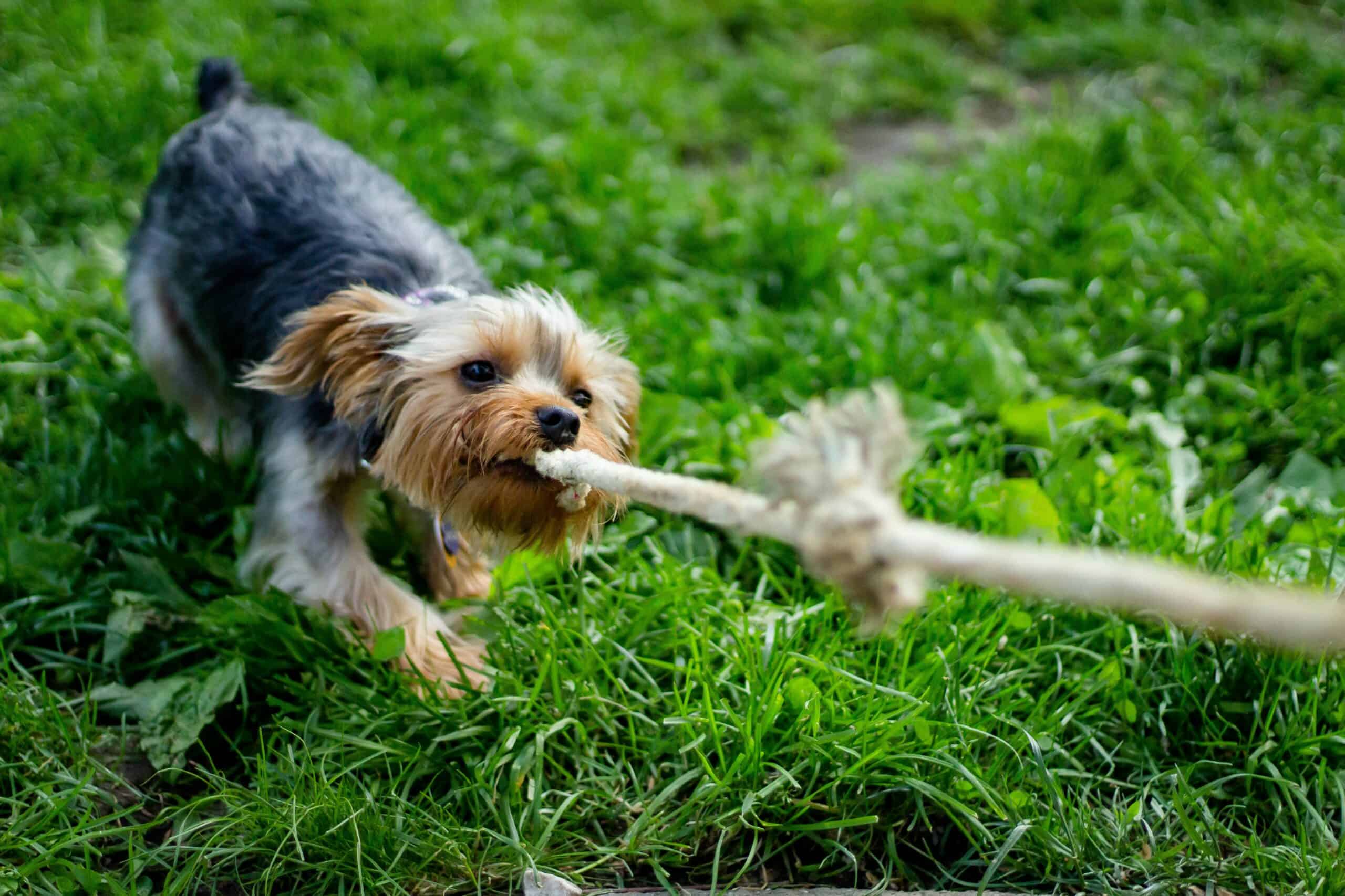 what triggers aggressiveness of border terrier