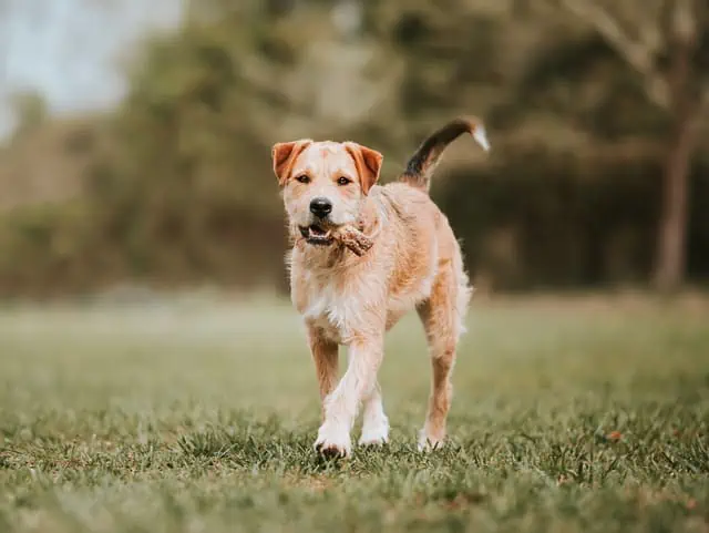 border terrier long distance running