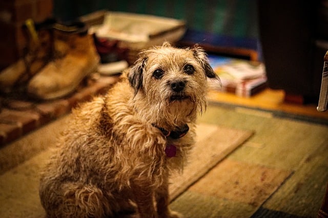 all about the Border Terriers Pregnancy