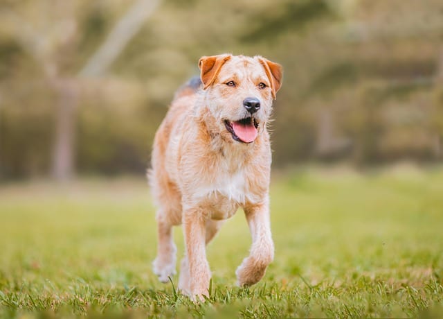 Border terrier as running companion