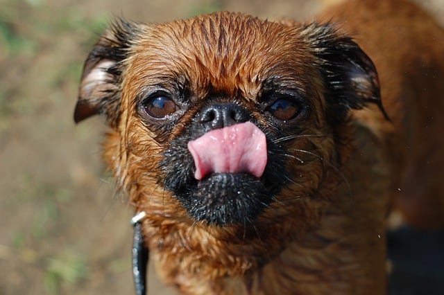 Facts on Brussels Griffon vs Border Terrier