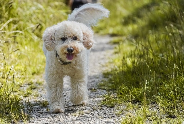 Border Terrier Vs Poodle: Comparison