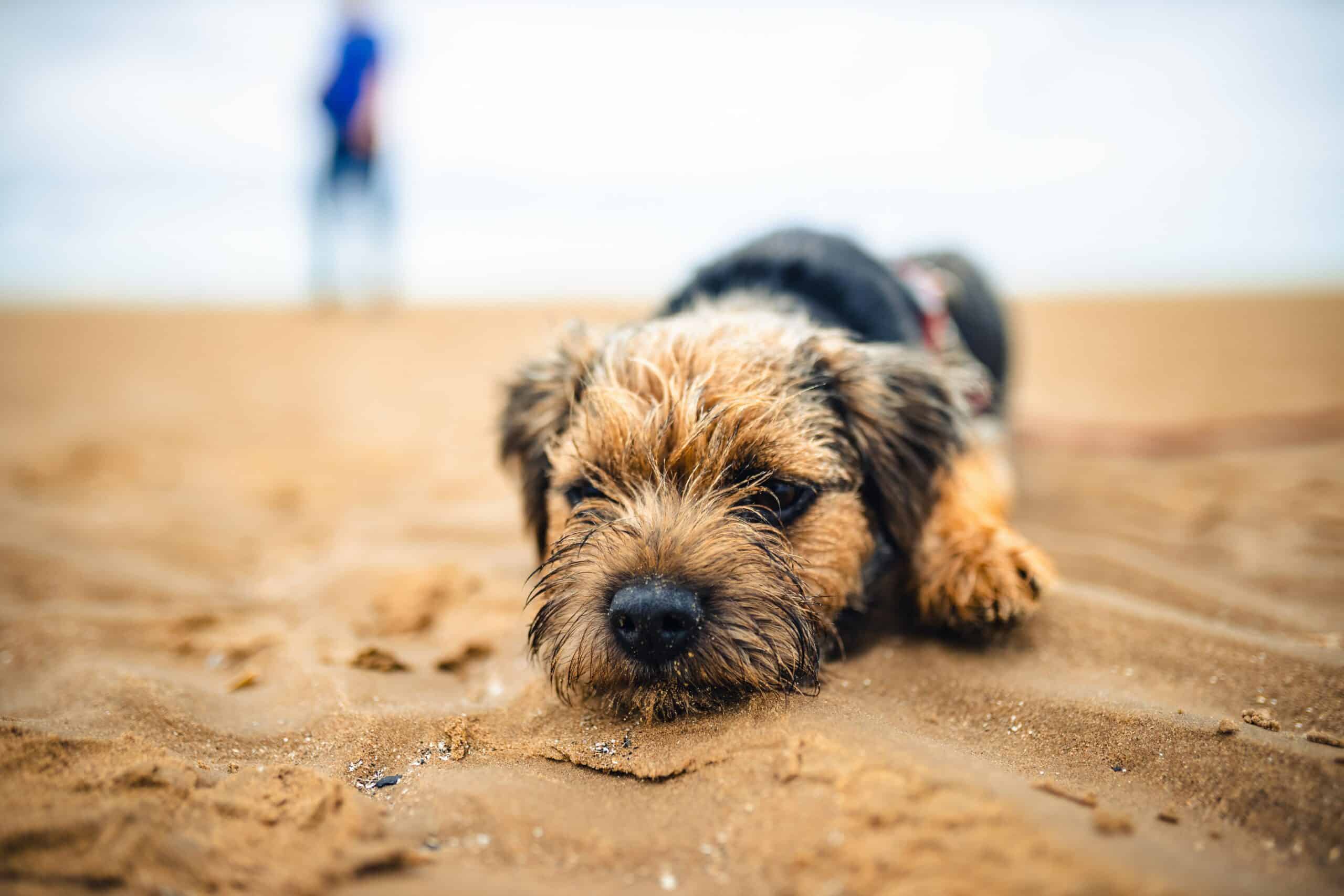 ways to breed a border terrier