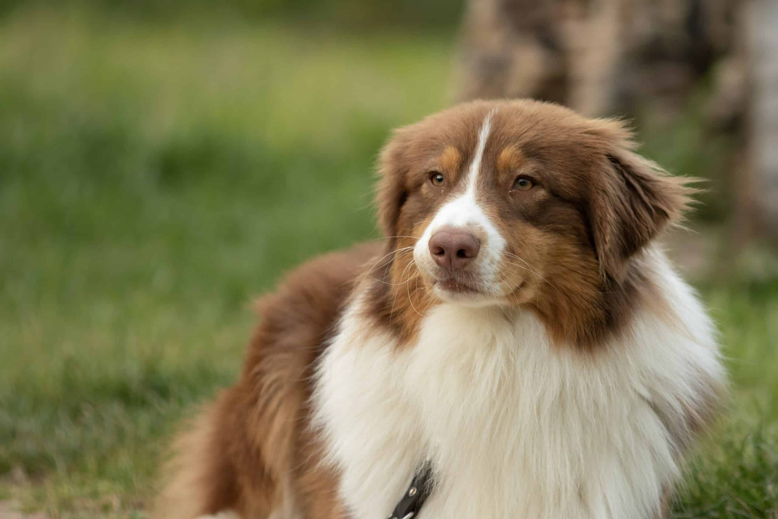 All about raising a Border Terrier Australian Shepherd Mix 