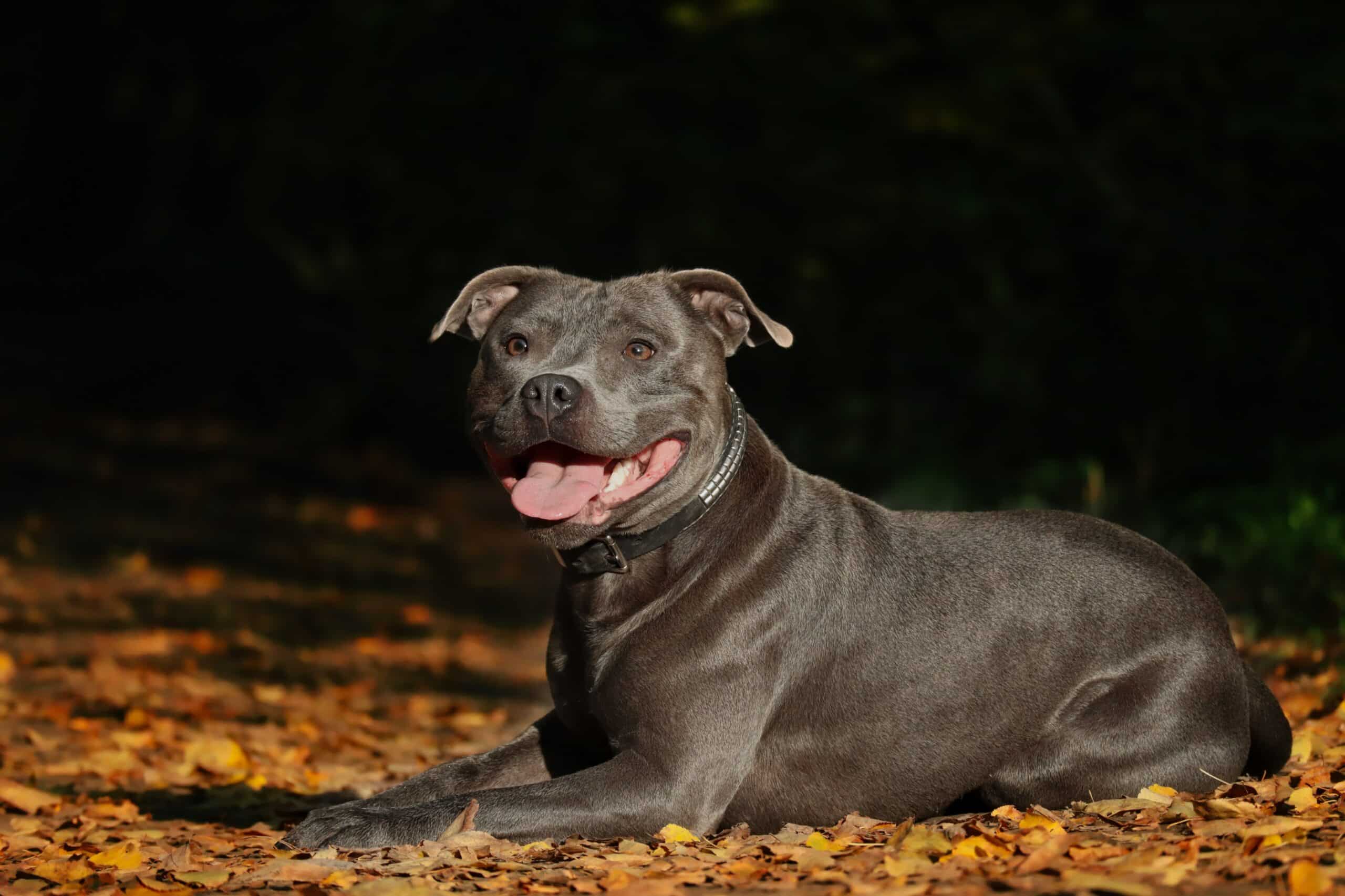 Border Terrier Vs Staffordshire Bull Terrier: Nutritional needs