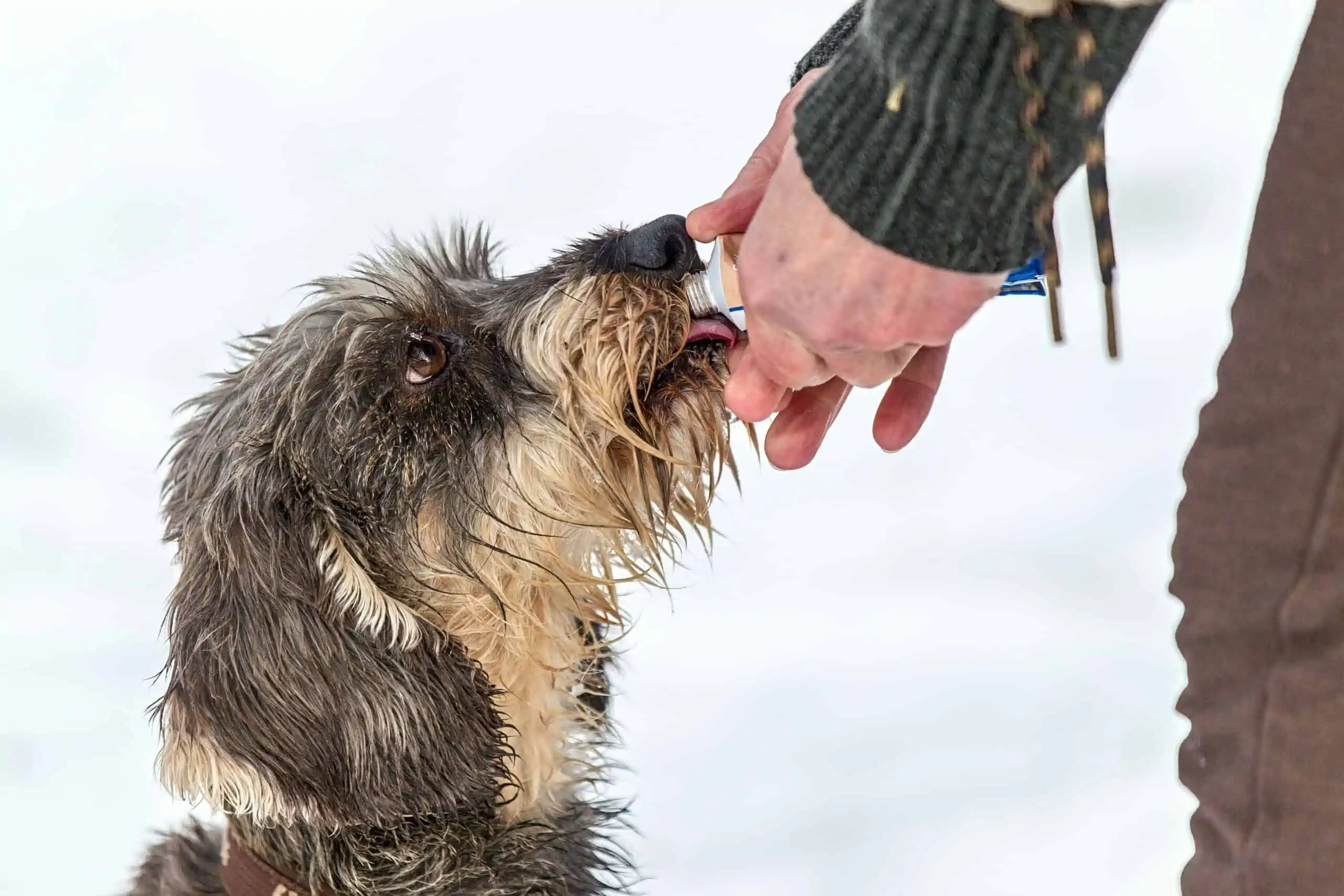 Irish Wolfhound vs. border terrier: Lifespan differences