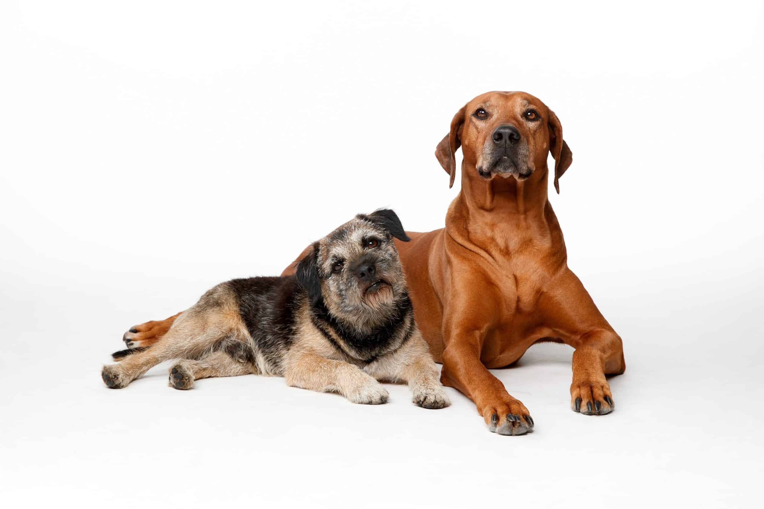 Comparison of Border terrier to other hypoallergenic dogs 